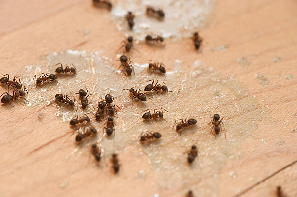 Best Mosquito Control Services  in Chapel Hill, TN