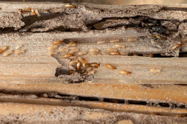 Best Termite Control Services  in Chapel Hill, TN