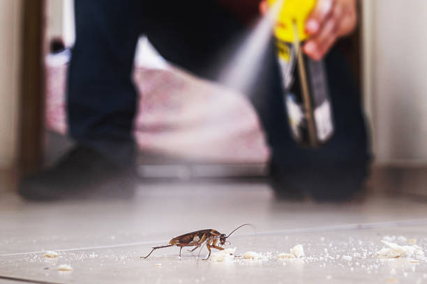 Best Rat Extermination Near Me  in Chapel Hill, TN