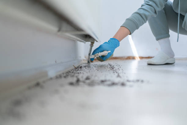 Flea Control Services in Chapel Hill, TN